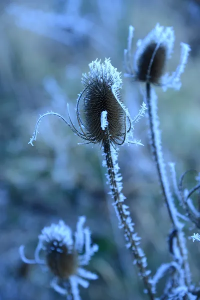 DSC_0988 (Large).JPG